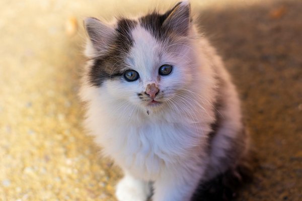 Il Mondo Affascinante dei